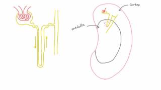 Cortical vs Juxtamedullary Nephrons in the Kidney [upl. by Ambrosia]