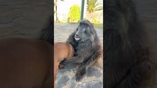 Baboon picks up Puppy MustSee Moment baboon puppy puppylovers funnyanimals cuteanimals [upl. by Aerdna]