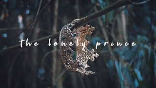 Rosendale  The Lonely Prince Lyric Video [upl. by Iahc]