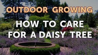 How to Care for a Daisy Tree [upl. by Cherey532]