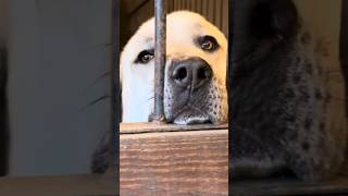 Livestock Guardian Dog’s Safe Place livestockguardiandog dogshorts shorts [upl. by Hteboj]