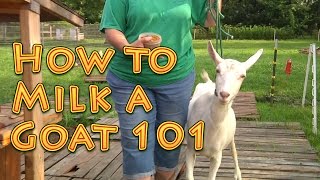 How to Milk a Goat 101 [upl. by Aivil]