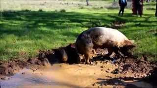 Piglets Explore Pasture Meet New Pigs [upl. by Barncard]