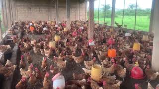 Élevage de poules pondeuses Burkina Faso [upl. by Akenet]