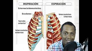 Músculos Intercostales [upl. by Merceer]
