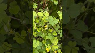 Oxalis plant  oxalis  Viral plantytshort [upl. by Nednal]