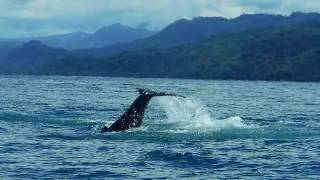 ¡Avistamiento de Ballenas en Costa Rica [upl. by Nelyaw498]