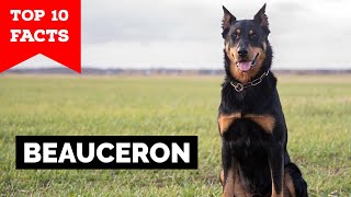 Beauceron  Top 10 Facts [upl. by Asirral897]