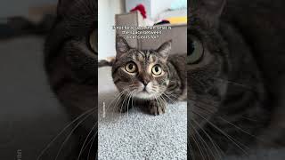 What is the space between a cats ears for shorts cat funny [upl. by Esiole]