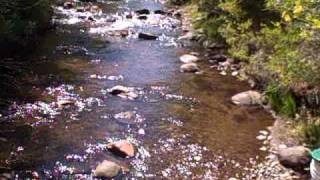 GOLD Placer mining in Dogtown CaliforniaPart 2 httpwwwaskjeffwilliamscom [upl. by Nawuq]