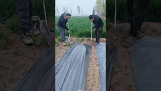 Seeding and seedling covering film covering tool technology [upl. by Rinna]