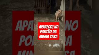 CADELA PRENHA APARECE NA CASA DE MORADOR QUE A ADOTA cachorros resgate rescue adote amor pets [upl. by Asyar206]