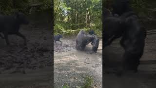 Wild boar has a bad temper 666 Wild animals close up [upl. by Donielle]