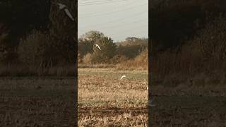 Gulls over farmland [upl. by Kcirredal]