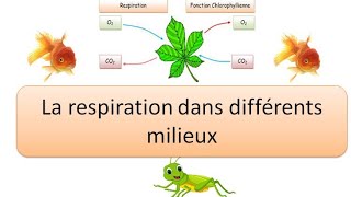 La respiration des êtres vivants dans différents milieux 1APIC [upl. by Assena158]