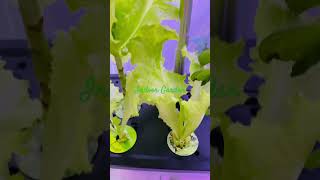 Tasty Lettuce Harvest hydroponics harvestingvegetables indoorgardening [upl. by Teferi]