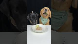 We Ate A Lot Of Delicious Food Today Labrador and Golden Cute Pet Debut Plan [upl. by Nino767]