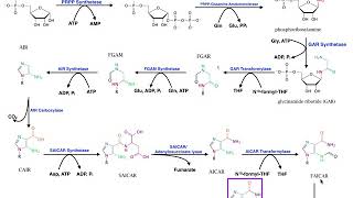 Nucleotide Metabolism  Purine Biosynthesis 1 Up to IMP [upl. by Chun]