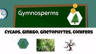 Types of gymnosperms [upl. by Pomcroy]