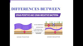 Differences between Gram positive amp Gram negative cell wall [upl. by Llehcar492]