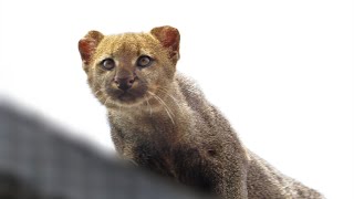 Trying to make the rescued jaguarundi come down to eat [upl. by Sly]