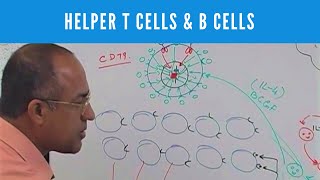 Immunology Lecture 8 T Cells Maturation and Selection 13 [upl. by Nnov646]