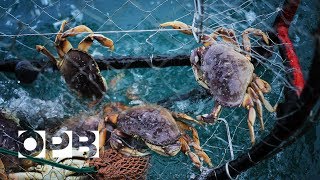 Why Crabbing Is Getting Harder On The Oregon Coast  OPB [upl. by Anizor264]