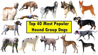 Top 40 Hound Group Dog Breeds [upl. by Bernardo]