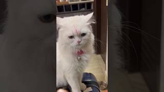 Rani 🐈 ko nahin lekar ja rahe hain 😂🤣 cat funny comedy catlover minivlog ashortaday funnycute [upl. by Cowen]