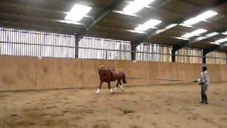 StopThatHorse Amazing Elastic Training Rein DemoSpuddle [upl. by Nilkcaj]