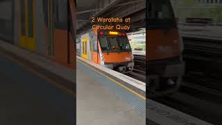 2 Waratahs at Circular Quay train sydneytrains [upl. by Depoliti463]