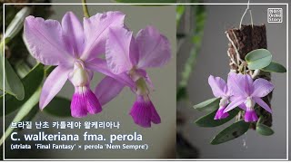 카틀레야 왈케리아나 굴피부작 팁 Cattleya walkeriana tipo 화이 난초 이야기 [upl. by Irby]