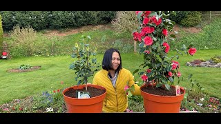 Planting Camellias In Pots [upl. by Annodahs]