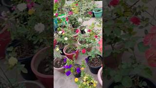 Crown of thorns  kalanchoe plant terrace garden nature youtube shortsviral [upl. by Alain]