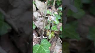 Monotropa uniflora Ghost plant Ghost pipe or Indian pipe [upl. by Althea]