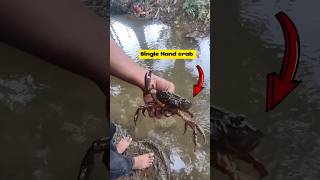 Crab Surviving His Life With Single Hand viralvideo crab shortsvideo [upl. by Urbai]