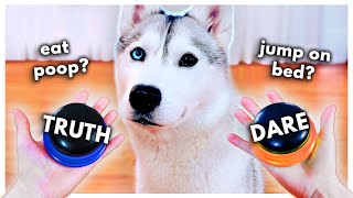 Dog Plays Truth or Dare Using Talking Buttons [upl. by Cilurzo]