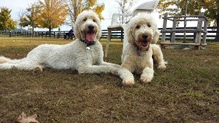 Goldendoodles  Lifes an Adventure Video Compilation [upl. by Sices839]