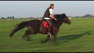 Volle galop de polder in [upl. by Sophy865]