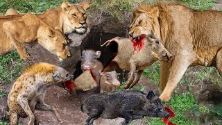 Unbelievable Lion Hunts Warthog But Suddenly Became The Prey Of Hyena Lion Vs Hyenas [upl. by Anyl808]