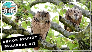 Oehoe spuugt braakbal uit  Zelf Geschoten  Vroege Vogels [upl. by Thomasin]