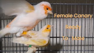 Announcing the readiness of a female canary for mating canary [upl. by Notse530]