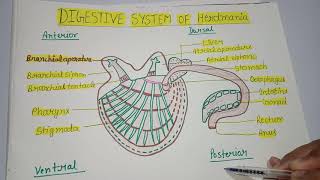 Digestive system of Herdmania Sea Squirt for Bsc and Msc [upl. by Portugal]