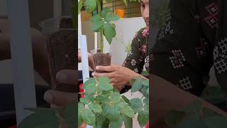 Rose plant antukattadam garden youtubeshorts shortfeed shorts [upl. by Aneg]