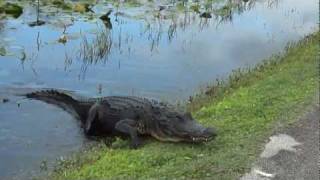 Shark Valley Everglades 2010 [upl. by Baylor587]