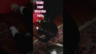 Silvervine party cats tuxedocat tuxedocatsrule catnip funnycats simpsonsclips bartsimpson [upl. by Anaiek]