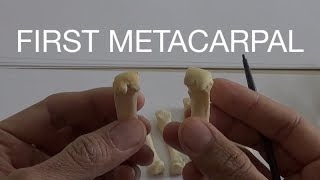 FIRST METACARPAL [upl. by Mile702]