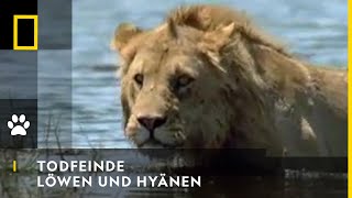 TODFEINDE  Löwen und Hyänen  National Geographic [upl. by Pfister]