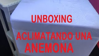 Unboxing aclimatando anémona [upl. by Uel]