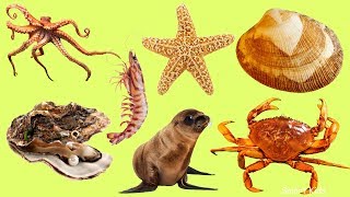 Animales para niños  Animales marinos  Aprende nombres y sonidos de marinos animales en español [upl. by Ihsorih]